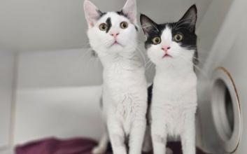 cat adoption photo