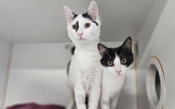 cat adoption photo