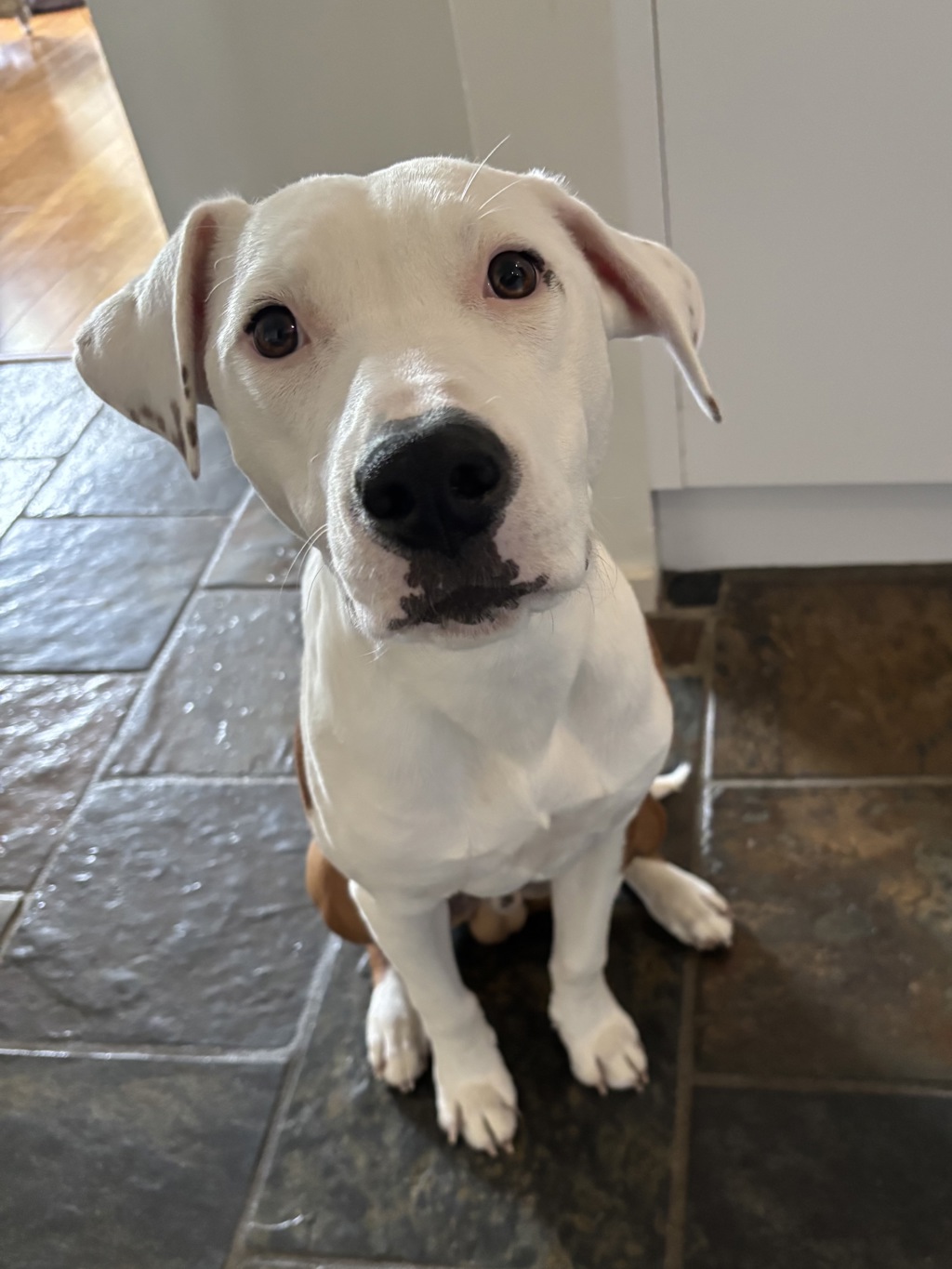 dog adoption photo