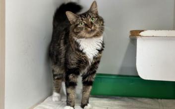 cat adoption photo