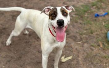 dog adoption photo
