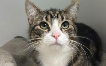 cat adoption photo