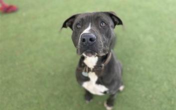 dog adoption photo