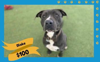 dog adoption photo