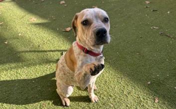 dog adoption photo