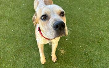 dog adoption photo