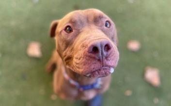 dog adoption photo