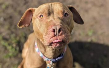 dog adoption photo