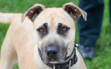 dog adoption photo