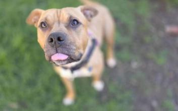 dog adoption photo