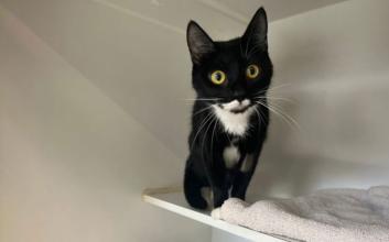 cat adoption photo