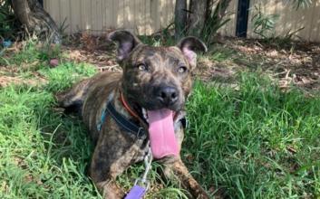 dog adoption photo