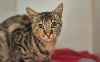 cat adoption photo