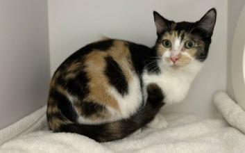 cat adoption photo