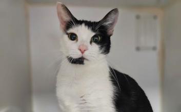 cat adoption photo