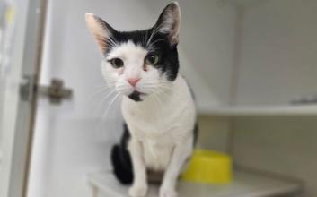 cat adoption photo