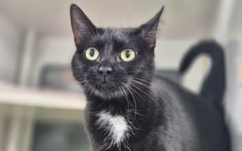 cat adoption photo