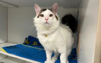 cat adoption photo