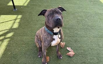 dog adoption photo