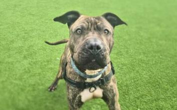 dog adoption photo