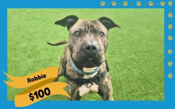 dog adoption photo