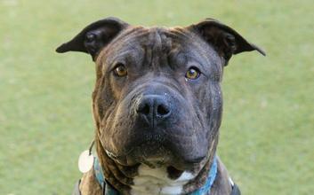 dog adoption photo