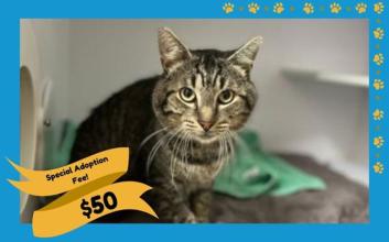 cat adoption photo