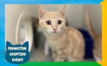 cat adoption photo