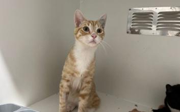 cat adoption photo