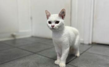 cat adoption photo