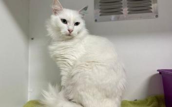 cat adoption photo