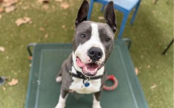 dog adoption photo