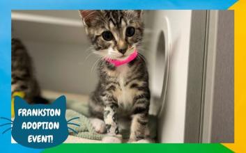 cat adoption photo