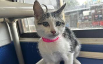 cat adoption photo