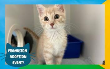 cat adoption photo