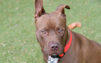 dog adoption photo