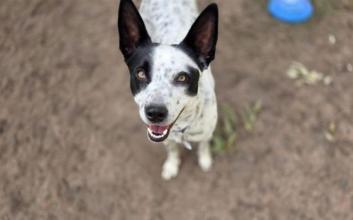 dog adoption photo