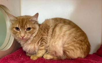 cat adoption photo