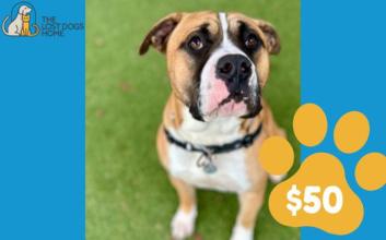 dog adoption photo
