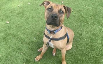 dog adoption photo