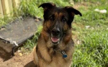 dog adoption photo