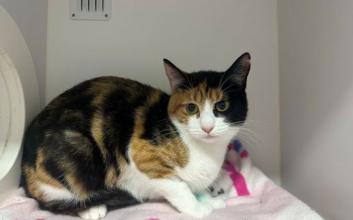 cat adoption photo
