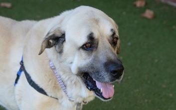 dog adoption photo
