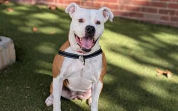 dog adoption photo