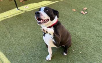 dog adoption photo