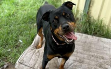 dog adoption photo