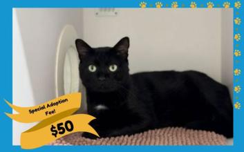 cat adoption photo