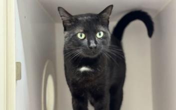cat adoption photo