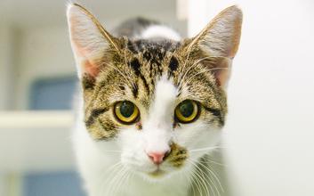 cat adoption photo