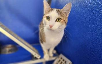 cat adoption photo